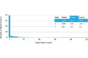 Analysis of Protein Array containing >19,000 full-length human proteins using CD68 Mouse Monoclonal Antibody (C68/2709) Z- and S- Score: The Z-score represents the strength of a signal that a monoclonal antibody (MAb) (in combination with a fluorescently-tagged anti-IgG secondary antibody) produces when binding to a particular protein on the HuProtTM array. (CD68 antibody  (AA 150-221))