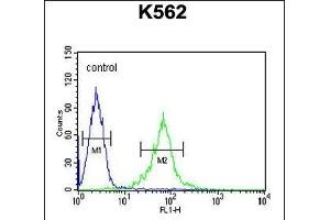 GAS2L1 Antibody (C-term) (ABIN654192 and ABIN2844043) flow cytometric analysis of K562 cells (right histogram) compared to a negative control cell (left histogram). (GAS2L1 antibody  (C-Term))
