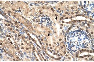 Human kidney (TCEB2 antibody  (Middle Region))