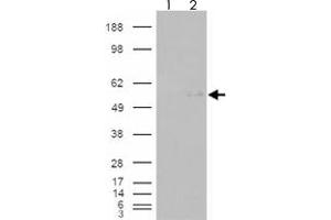 293 overexpressing GCNT3 and probed with GCNT3 polyclonal antibody  (mock transfection in first lane), tested by Origene. (GCNT3 antibody  (AA 273-284))