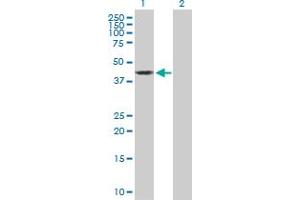 Western Blot analysis of OBFC1 expression in transfected 293T cell line by OBFC1 MaxPab polyclonal antibody. (OBFC1 antibody  (AA 1-368))