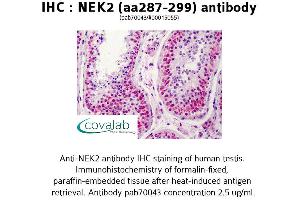 Image no. 1 for anti-NIMA (Never in Mitosis Gene A)-Related Kinase 2 (NEK2) (AA 287-299) antibody (ABIN1737250) (NEK2 antibody  (AA 287-299))
