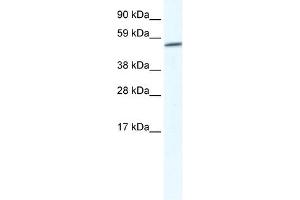 GPC3 antibody used at 2. (Glypican 3 antibody  (Middle Region))