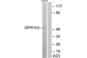 Western blot analysis of extracts from LOVO cells, using GPR103 antibody. (QRFPR antibody  (Internal Region))