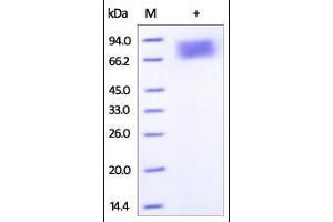 Human IFN-alpha/beta R2, Fc Tag on SDS-PAGE under reducing (R) condition. (IFNAR2 Protein (AA 27-243) (Fc Tag))