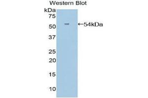 Western Blotting (WB) image for anti-Angiopoietin-Like 3 (ANGPTL3) (AA 17-460) antibody (ABIN1858004) (ANGPTL3 antibody  (AA 17-460))
