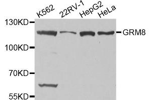 Western blot analysis of extracts of various cell lines, using GRM8 antibody (ABIN5971523) at 1/1000 dilution. (GRM8 antibody)