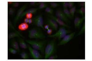 Image no. 1 for anti-Jun Proto-Oncogene (JUN) (pThr239) antibody (ABIN196652) (C-JUN antibody  (pThr239))