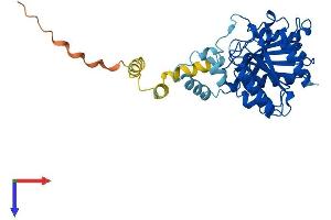 AlphaFold protein structure predicition of Human Recombinant ABHD12B Protein, UniprotID Q7Z5M8 (ABHD12B Protein (AA 1-362) (His tag))