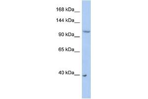 WB Suggested Anti-NEDD4L Antibody Titration:  0. (NEDD4-2 antibody  (Middle Region))