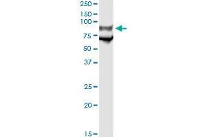 Immunoprecipitation of GP1BA transfected lysate using anti-GP1BA monoclonal antibody and Protein A Magnetic Bead , and immunoblotted with GP1BA MaxPab rabbit polyclonal antibody. (CD42b antibody  (AA 19-128))