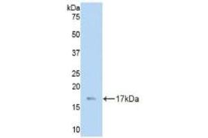 LAMC3 anticorps  (AA 751-875)