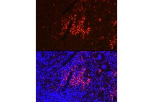 Immunofluorescence analysis of mouse spleen using CD40 Rabbit pAb (ABIN3020703, ABIN3020704, ABIN3020705 and ABIN6213680) at dilution of 1:100 (40x lens). (CD40 antibody)