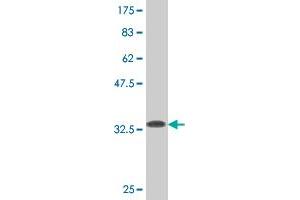 Western Blot detection against Immunogen (33. (WRB antibody  (AA 29-101))