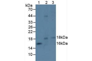 Western blot analysis of (1) Mouse Spleen Tissue, (2) Mouse Ovary Tissue and (3) Mouse Thymus Tissue.