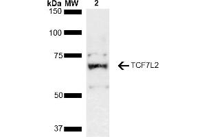 Western blot analysis of Rat kidney lysate showing detection of ~67.