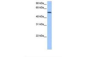 Image no. 1 for anti-G-Rich RNA Sequence Binding Factor 1 (GRSF1) (AA 175-224) antibody (ABIN6737914) (GRSF1 antibody  (AA 175-224))