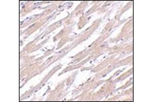 Immunohistochemistry of POFUT1 in human heart tissue with this product at 2.