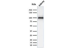 Western Blot Analysis of kidney tissue lysate using CD10 Mouse Monoclonal Antibody (MME/1870). (MME antibody  (AA 297-483))