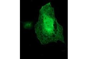 Anti-ARCN1 mouse monoclonal antibody (ABIN2455571) immunofluorescent staining of COS7 cells transiently transfected by pCMV6-ENTRY ARCN1 (RC210778). (ARCN1 antibody)