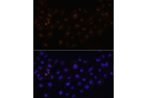 Immunofluorescence analysis of  cells using HEY1 antibody (ABIN7267558) at dilution of 1:100. (HEY1 antibody  (AA 50-150))