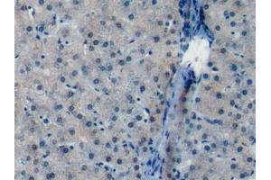 Detection of FDPS in Porcine Liver Tissue using Polyclonal Antibody to Farnesyl Diphosphate Synthase (FDPS) (FDPS antibody  (AA 1-419))
