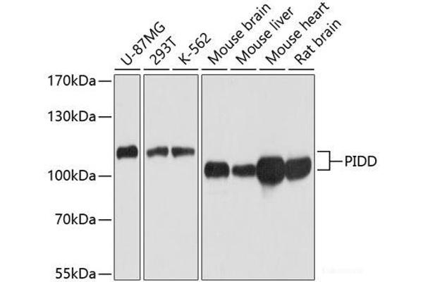 PIDD antibody