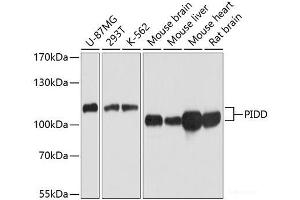Western blot analysis of extracts of various cell lines using PIDD Polyclonal Antibody at dilution of 1:1000. (PIDD antibody)