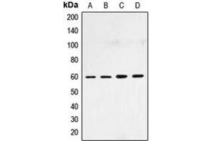 Western blot analysis of SMAD4 expression in HepG2 (A), HeLa (B), NIH3T3 (C), COS7 (D) whole cell lysates. (SMAD4 antibody  (N-Term))