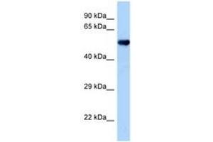 Image no. 1 for anti-Oxidative-Stress Responsive 1 (OXSR1) (AA 307-356) antibody (ABIN6748145) (OXSR1 antibody  (AA 307-356))