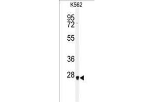Western blot analysis of HMGB2 antibody (Center) in K562 cell line lysates (35 µg/lane). (HMGB2 antibody  (Middle Region))