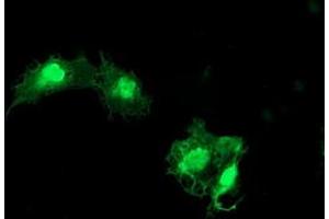 Anti-EIF5A2 mouse monoclonal antibody (ABIN2455940) immunofluorescent staining of COS7 cells transiently transfected by pCMV6-ENTRY EIF5A2 (RC206249). (EIF5A2 antibody)