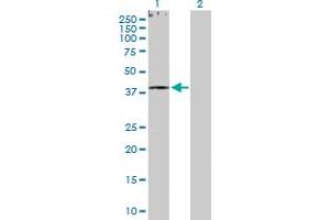 Western Blot analysis of RXRG expression in transfected 293T cell line by RXRG MaxPab polyclonal antibody. (Retinoid X Receptor gamma antibody  (AA 1-463))