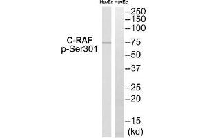 Western blot analysis of extracts from HuvEc, using C-RAF (Phospho-Ser301) antibody. (RAF1 antibody  (pSer301))