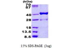 SDS-PAGE (SDS) image for Hydroxysteroid (17-Beta) Dehydrogenase 1 (HSD17B1) (AA 1-328) protein (His tag) (ABIN5852977)
