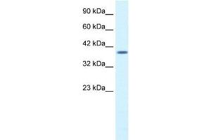Human HepG2; WB Suggested Anti-PSMD14 Antibody Titration: 1. (PSMD14 antibody  (N-Term))