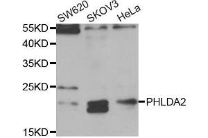 Western blot analysis of extracts of various cell lines, using PHLDA2 antibody (ABIN5973675) at 1/1000 dilution. (PHLDA2 antibody)