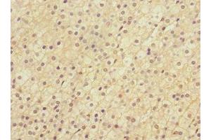 Immunohistochemistry of paraffin-embedded human adrenal gland tissue using ABIN7158575 at dilution of 1:100 (LRP4 antibody  (AA 1500-1725))
