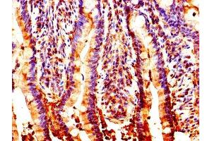 IHC image of ABIN7161954 diluted at 1:200 and staining in paraffin-embedded human small intestine tissue performed on a Leica BondTM system. (NUCB2 antibody  (AA 25-106))