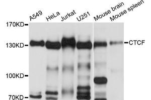 Western blot analysis of extracts of various cell lines, using CTCF antibody (ABIN5970481) at 1/500 dilution. (CTCF antibody)