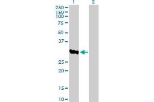 Western Blot analysis of ASB8 expression in transfected 293T cell line by ASB8 MaxPab polyclonal antibody.