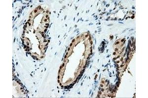 Immunohistochemical staining of paraffin-embedded liver tissue using anti-TPMT mouse monoclonal antibody. (TPMT antibody)