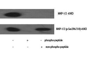 Western Blot (WB) analysis of specific cells using Phospho-MKP-1/2 (S296/318) Polyclonal Antibody. (MKP-1/2 antibody  (pSer296, pSer318))
