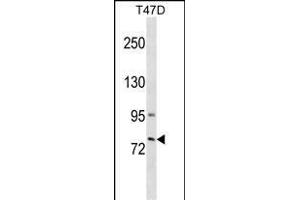 GLB1L3 Antibody (C-term) (ABIN1537382 and ABIN2849577) western blot analysis in T47D cell line lysates (35 μg/lane). (GLB1L3 antibody  (C-Term))
