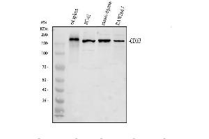 Western blot analysis of Cd163 using anti-Cd163 antibody (ABIN7599846). (CD163 antibody  (AA 122-1039))