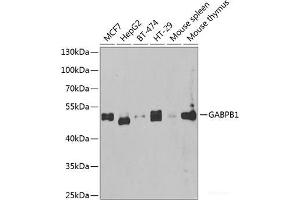 Western blot analysis of extracts of various cell lines using GABPB1 Polyclonal Antibody at dilution of 1:1000. (GABPB1 antibody)