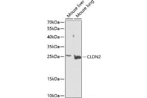 Western blot analysis of extracts of various cell lines using CLDN2 Polyclonal Antibody at dilution of 1:1000. (Claudin 2 antibody)