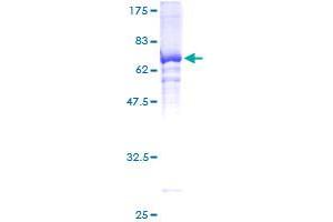 HDAC11 Protein (AA 1-347) (GST tag)