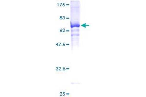 HDAC11 Protein (AA 1-347) (GST tag)