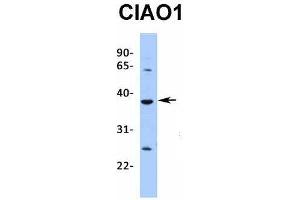 Host:  Rabbit  Target Name:  CIAO1  Sample Type:  721_B  Antibody Dilution:  1. (CIAO1 antibody  (Middle Region))